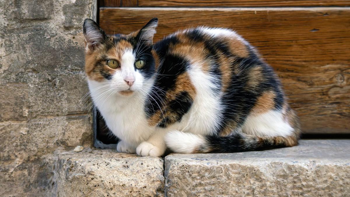 A calico cat resting on a stone step