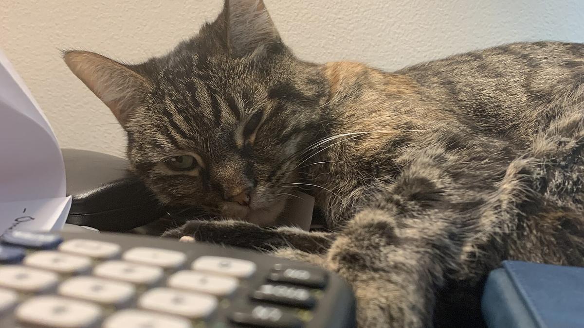 A tabby cat resting its head on a desk next to a calculator