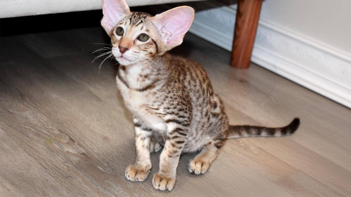 A spotted tabby kitten sitting on a wooden floor, looking up