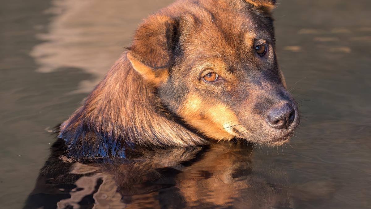 A brown dog in shallow water at golden hour, looking at the camera