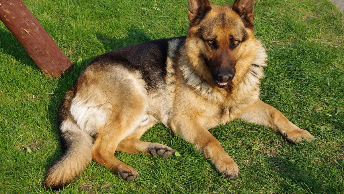 A German Shepherd dog lying on green grass, looking alert