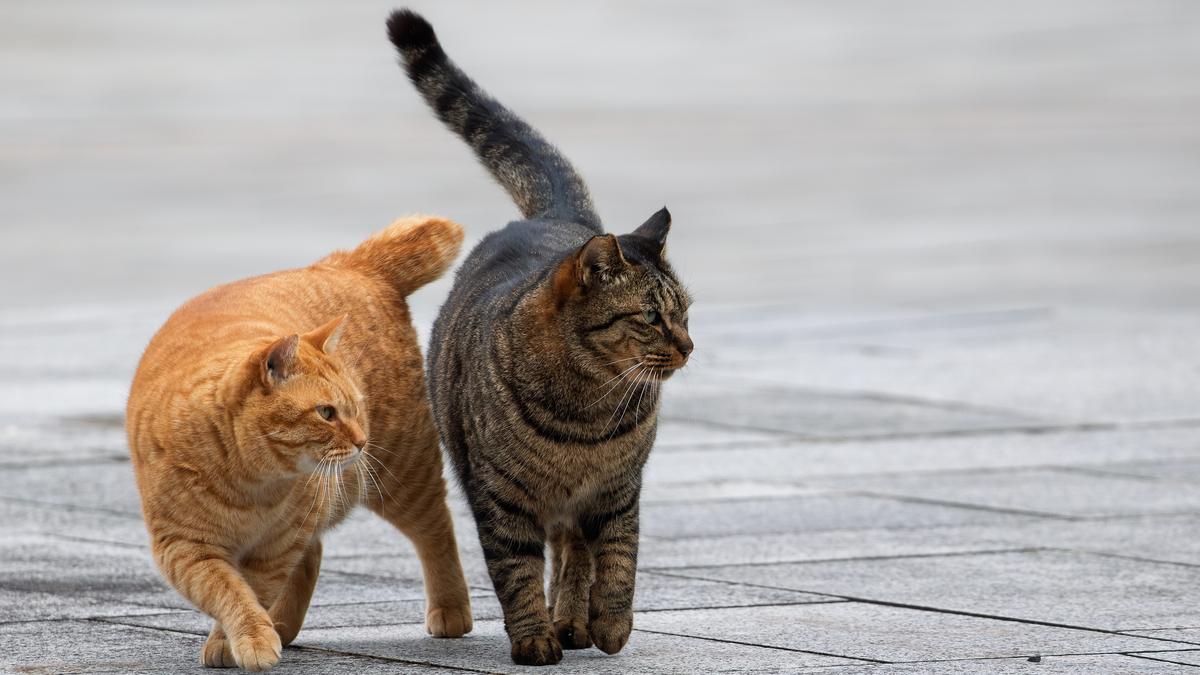 An orange cat and a gray tabby cat walking side by side
