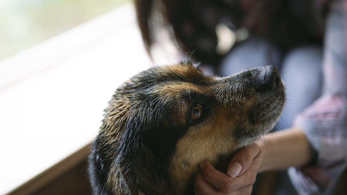 A brown-and-black dog gazing up as its owner gently cups its chin